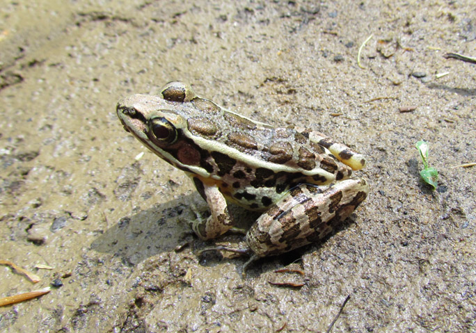 Pickerel Frog